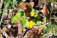 Lysimachia nemorum