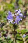 Veronica officinalis
