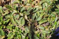 Veronica officinalis
