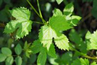 Humulus lupulus