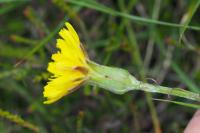 Scorzonera humilis