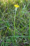 Scorzonera humilis