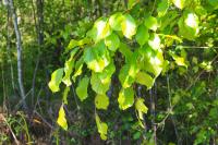 Fagus sylvatica