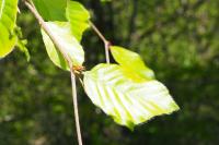 Fagus sylvatica