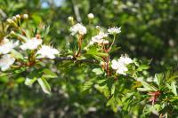 Crataegus monogyna