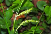 Carex sylvatica