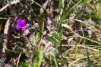 Lathyrus linifolius