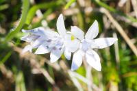 Tractema umbellata