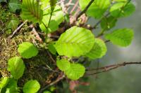 Alnus glutinosa