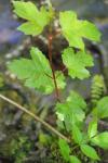 Viburnum opulus