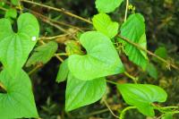 Dioscorea communis