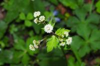 Sanicula europaea