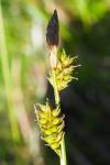 Carex pilulifera