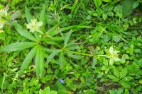 Helleborus viridis