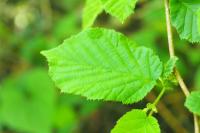 Corylus avellana