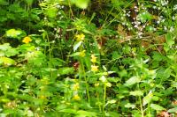Lamium galeobdolon