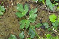 Ranunculus repens