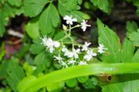 Saxifraga hirsuta