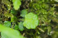 Saxifraga hirsuta