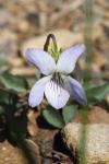 Viola lactea