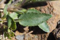 Viola lactea
