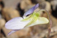 Viola lactea