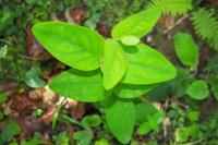 Hypericum androsaemum