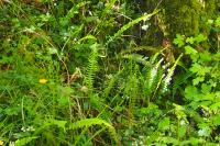 Struthiopteris spicant
