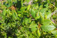 Frangula alnus