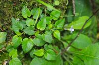 Viola reichenbachiana