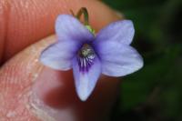 Viola reichenbachiana