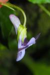 Viola reichenbachiana