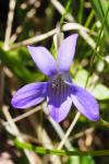 Viola canina