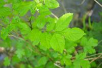 Fraxinus excelsior