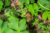 Conopodium majus