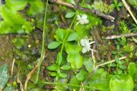 Galium palustre