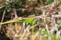 Pseudarrhenatherum longifolium