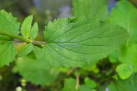 Scrophularia