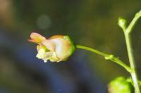 Scrophularia
