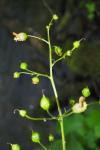 Scrophularia