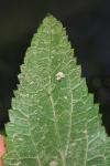 Scrophularia