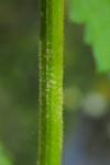Scrophularia