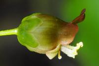 Scrophularia