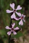 Silene mutabilis