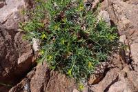 Euphorbia spinosa