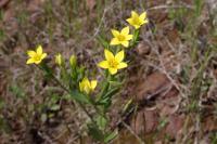 Centaurium maritimum