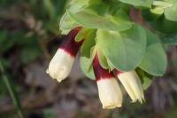 Cerinthe major