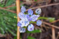 Tractema umbellata
