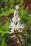 Asphodelus albus