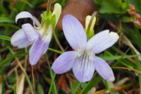 Viola lactea